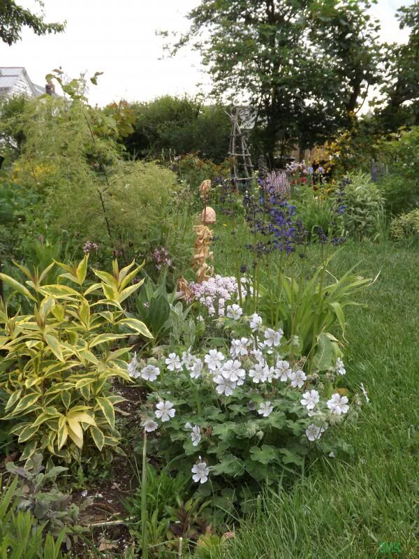 Geranium renardii in garden- 2013 photo greningard_zpsc95b5743.jpg
